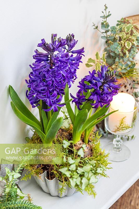 Blue hyacinthus - Hyacinth - in metal mould with moss on wooden shelf with white candle in a wine glass and foliage