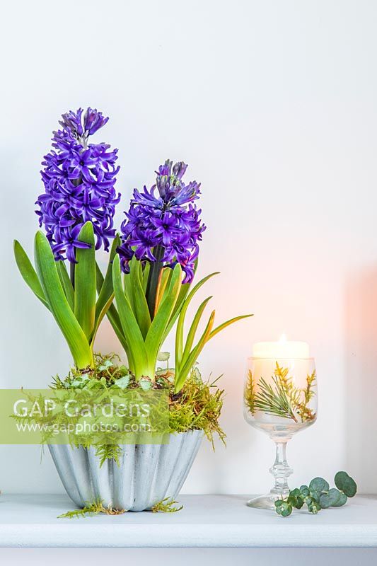 Blue Hyacinthus - Hyacinth -and moss in metal mould on wooden shelf with white candle in a wine glass and foliage