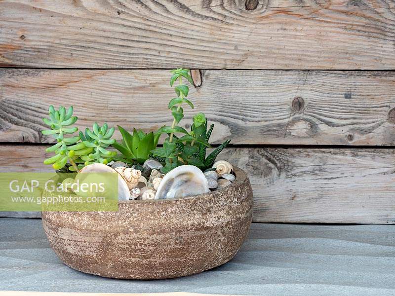 Container with succulent mini plants using light compost and vermiculite on a bed of drainage stones. Mulch finished with sea shells.  