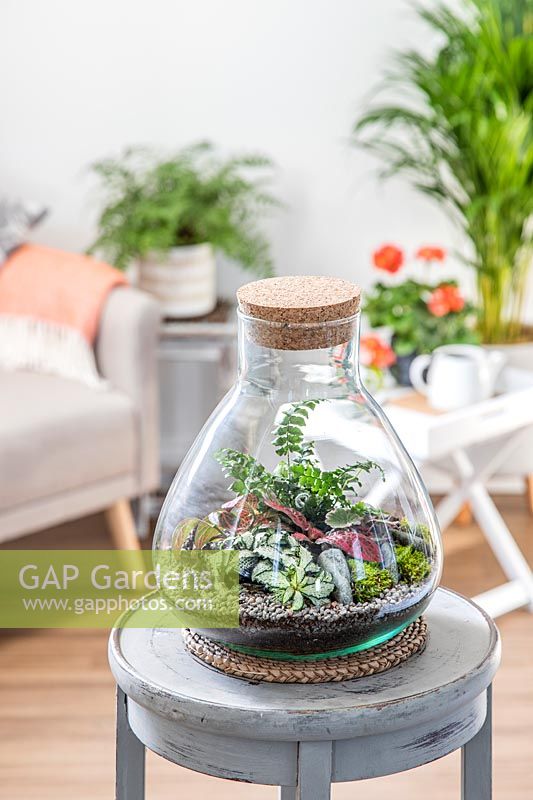 Terrarium planted with miniature fern, Fittonia and Saxifraga, on table