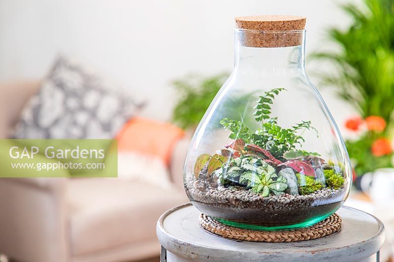 Terrarium planted with miniature fern, Fittonia and Saxifraga and decorated with stones, pebbles, moss and twigs