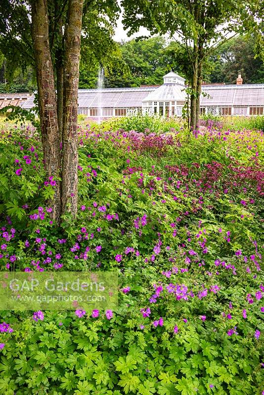 Geranium and Astrantia in the Katsura Grove at Scampston Hall Walled Garden, North Yorkshire, UK.
