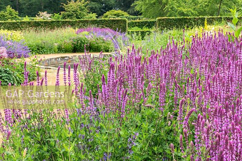 Salvia 'Amethyst' in The Perennial Meadow at Scampston Hall Walled Garden, North Yorkshire, UK. 
