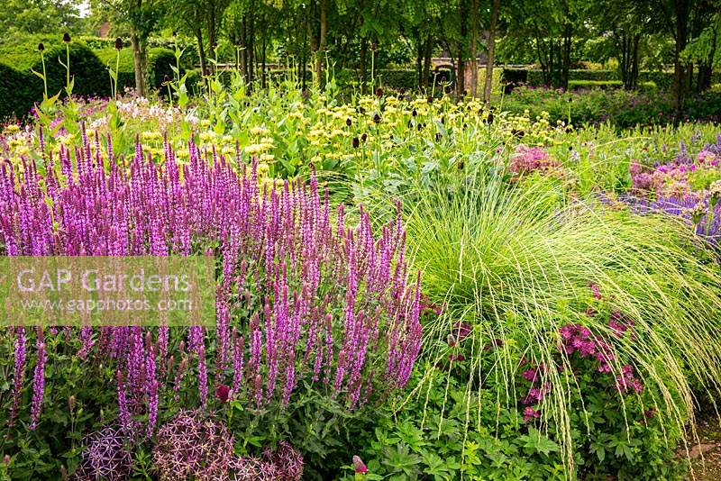 The Perennial Meadow at Scampston Hall Walled Garden, North Yorkshire, UK. Planting includes Festuca mairei, Salvia 'Amethyst', Phlomis russeliana and Rudbeckia occidentalis.