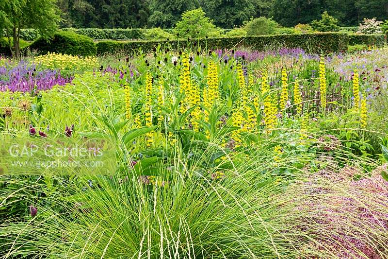 The Perennial Meadow at Scampston Hall Walled Garden, North Yorkshire, UK. Planting includes Thermopsis caroliniana and Festuca mairei. 