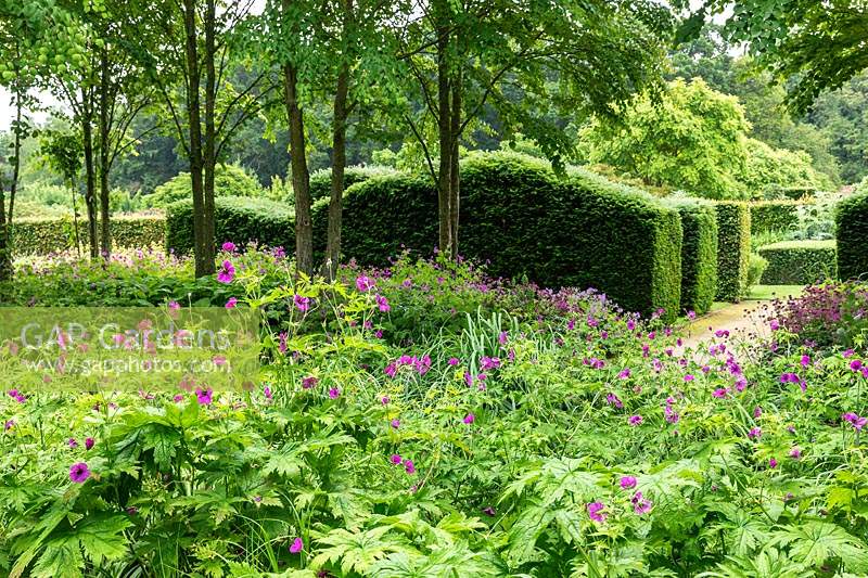 View over Geranium psilostemon and Cercidiphyllum japonicum in the Katsura Grove to clipped, undulating Yew hedges - Taxus baccata - at Scampston Hall Walled Garden, North Yorkshire, UK. 