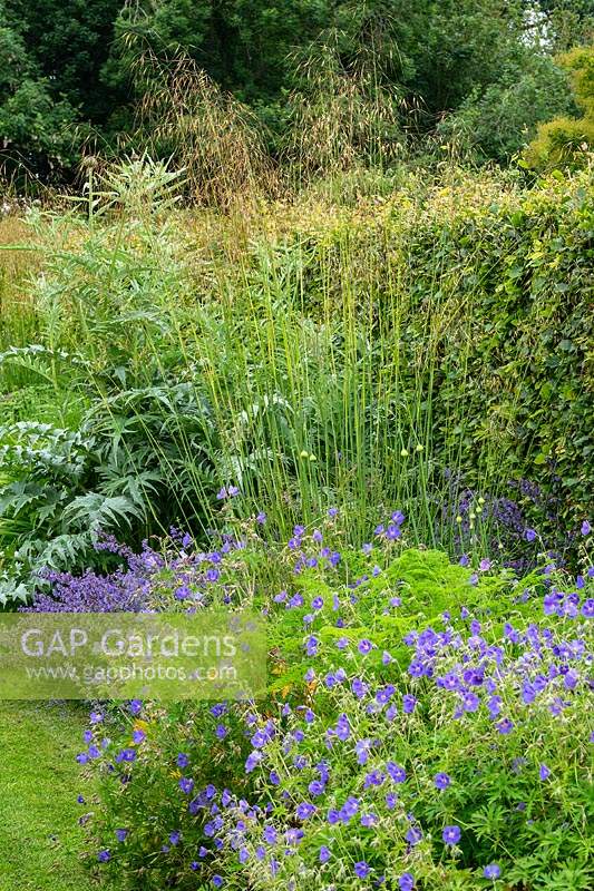 The Spring and Summer Box Borders at Scampston Hall Walled Garden, North Yorkshire, UK. Perennial planting includes Geranium 'Brookside', Stipa gigantea, Nepeta racemosa 'Walker's Low' and Cynara cardunculus 'Cardy'. 