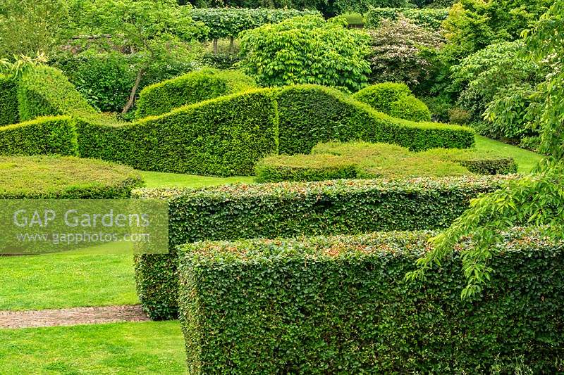 Clipped topiary Beech and Yew hedges - Fagus sylvatica and Taxus baccata - in The Sepentine Garden at Scampston Hall Walled Garden, North Yorkshire, UK. 