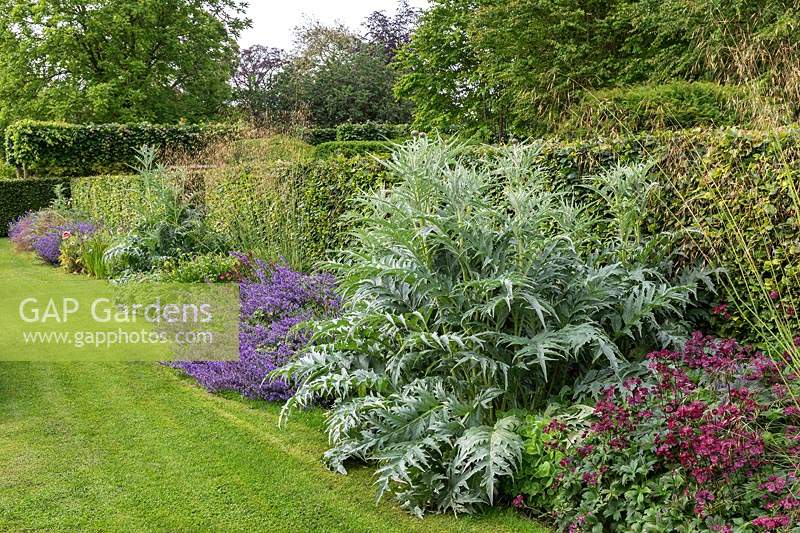 The Spring and Summer Box borders at Scampston Hall Walled Garden, North Yorkshire, UK. Planting includes Cynara cardunculus 'Cardy', Nepeta racemosa 'Walker's Low', Astrantia 'Claret', and Stipa gigantea. 