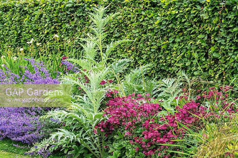 The Spring and Summer Box Borders at Scampston Hall Walled Garden, North Yorkshire, UK. A Beech hedge backs the perennial border which includes Nepeta racemosa 'Walker's Low', Cynara cardunculus 'Cardy' and Astrantia major 'Claret'.