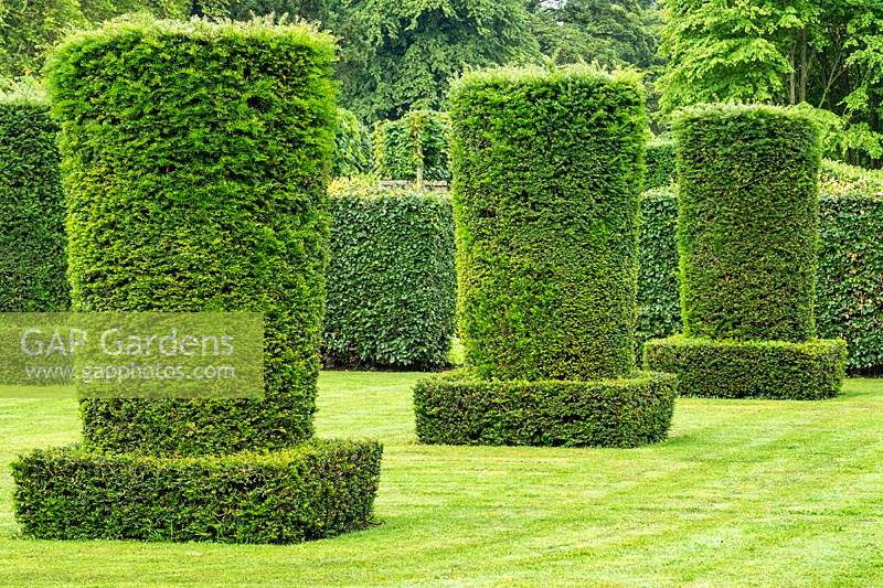 Clipped Taxus baccata - Yew - columns in the Silent Garden at Scampston Hall Walled Garden, North Yorkshire, UK. 