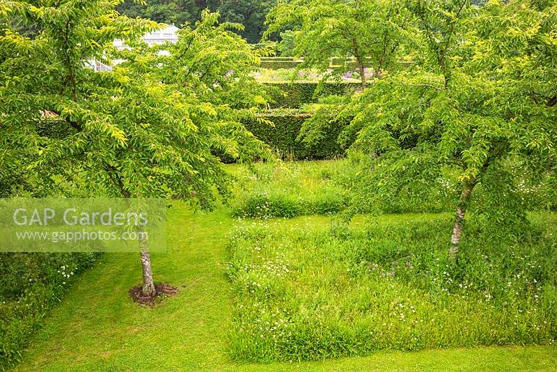 View over the meadow of wildflowers and grasses planted under Prunus x yedoensis - Yoshino cherry trees at Scampston Hall Walled Garden, North Yorkshire, UK. 