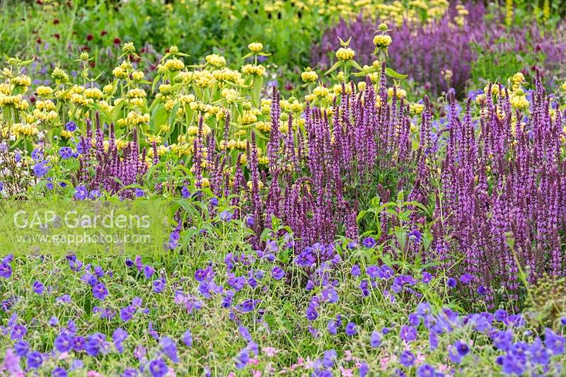 Planting combination with Salvia x sylvestris 'Amethyst', Geranium 'Brookside' and Phlomis russeliana in the Perennial Meadow at Scampston Hall Walled Garden, North Yorkshire, UK. 