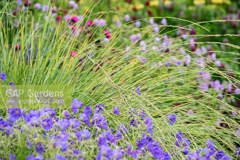 A planting combination of grasses and perennials including Geranium 'Brookside' with Festuca mairei. 