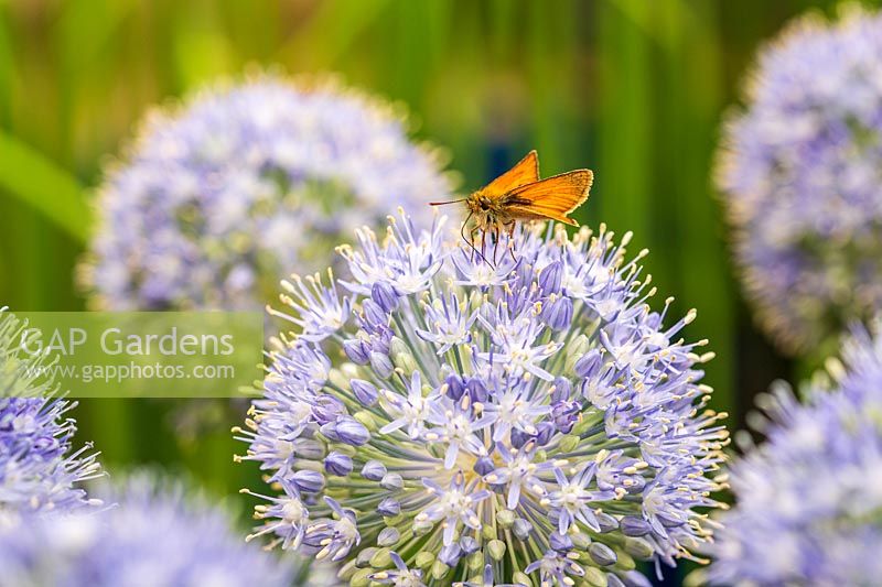 Allium 'Blue Dream' with Large Skipper Butterfly