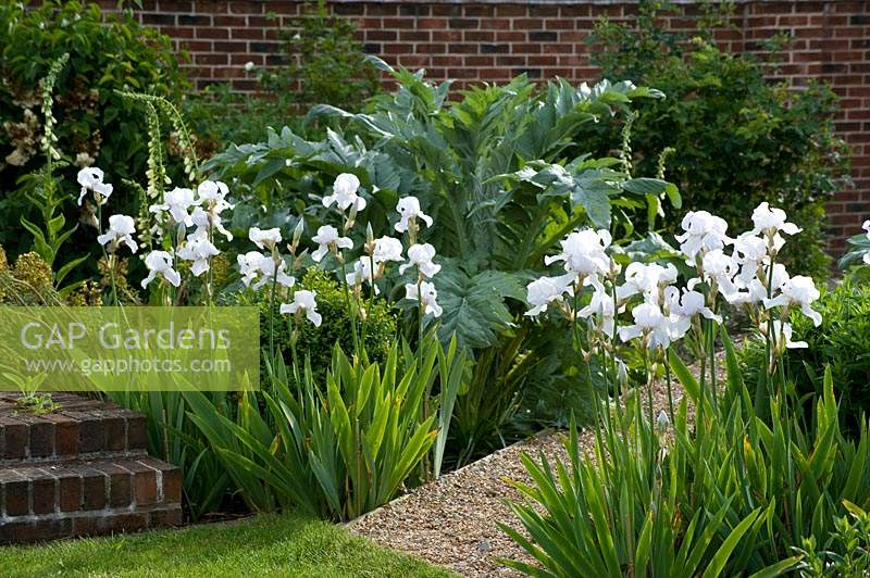 White irises either side of narrow gravel path in walled country garden. 