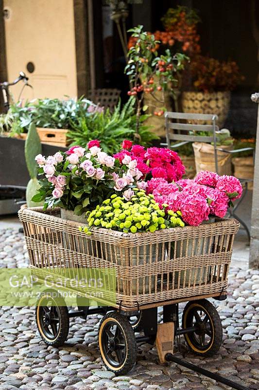 Woven cart with buckets of cut flowers stems: Hydrangea macrophylla and Chrysanthemum santini, Rosa - Rose, outside florist shop