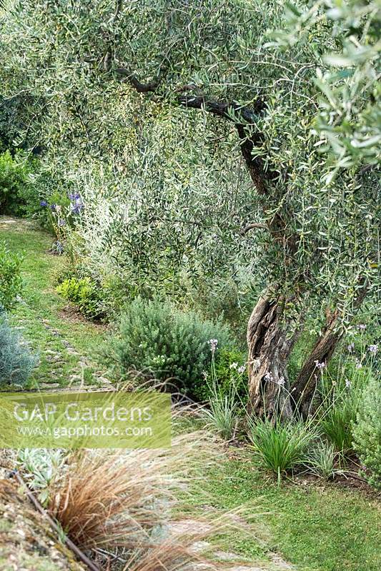 Mediterranean bush plants including olives tree, Verbena, agapanthus, rosamrinus, carex, achium, tulbaghia.
