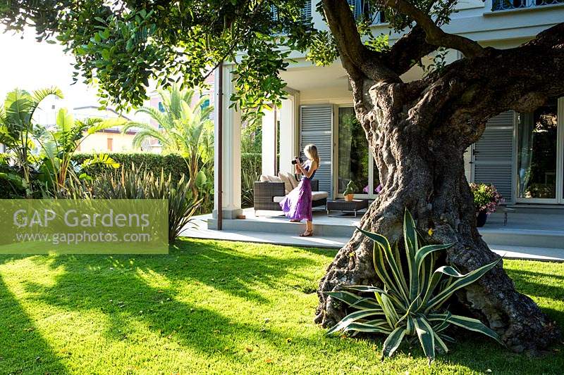 View across lawn to a woman on a veranda photographing a garden, specimen tree is Ceratonia siliqua - Carob - with Agave americana 'Aureomarginata' at the base of trunk
