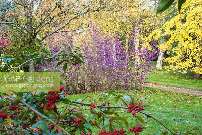 Callicarpa bodinieri 'Profusion' in autumn garden