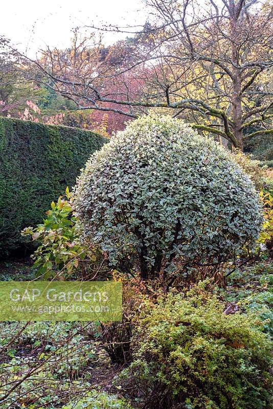 Pittosporum 'Garnettii' topiary in winter garden