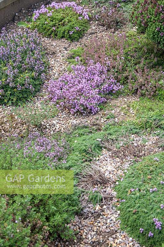 Thymus collection in gravel garden. Thymus 'Doone Valley', Thymus serpyllum, Thymus  camphoratus.
