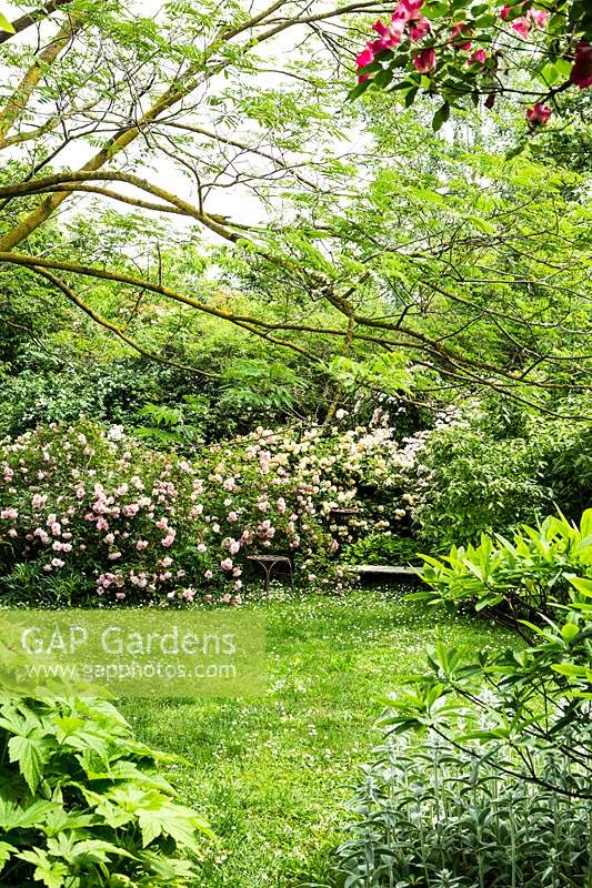View under spreading tree Albizia julibrissin to wildflower lawn to Rosa chinensis minima 'Angel Wings' - China or Bengal Rose and Rosa 'Felicia' - Hybrid Musk Rose
