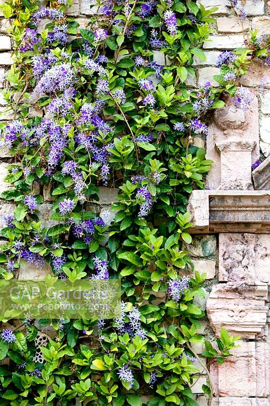 Petrea volubilis - Queen's Wreath or Sandpaper Vine - growing on old stone wall
