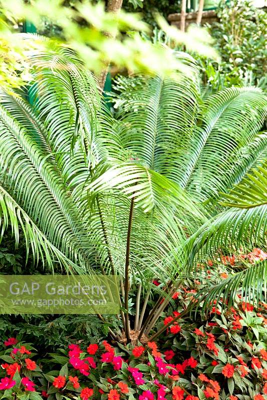 Lepidozamia peroffskyana - Cycad - underplanted with Impatiens 