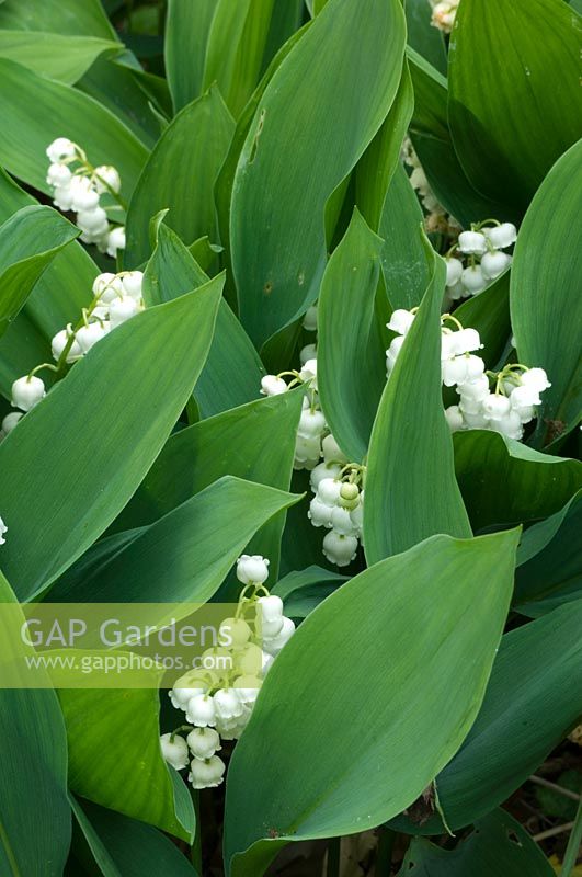 Convallaria majalis - Lily of the valley 