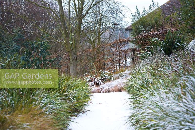 Path on a downward slope covered in snow, beds with Libertia, Phormium 'Jester'  -New Zealand Flax - and Carex flagellifera - Glen Murray Tussock Sedge