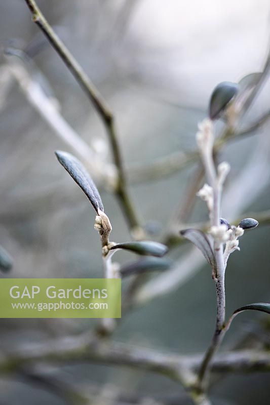 Corokia x virgata, very close up shot of black leaves from fine branches
