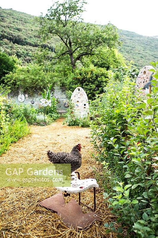 Chicken in Italian vegetable garden. 