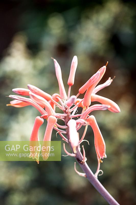 aloe saponaria - Soap Aloe in flower 