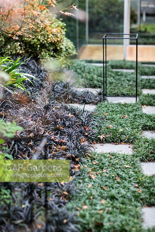 Grass and paving slab checkered pathway, with Ophiopogon japonicus 'Nanus' - Dwarf Mondo grass.
