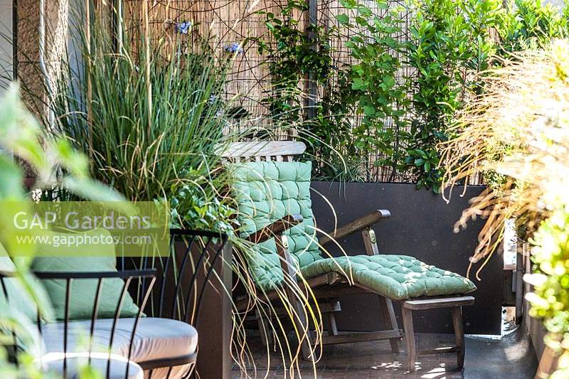 View of recliner surrounded by plants: Cortaderia selloana, Plumbago, Trachelospermum jasminoides