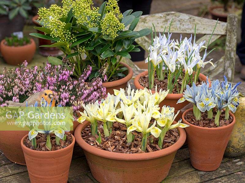 A garden table full of pots of miniature Iris reticulata, Erica and Skimmia. 