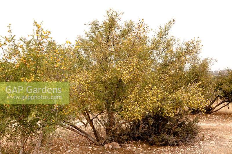 Argania spinosa - Argan Oil Tree