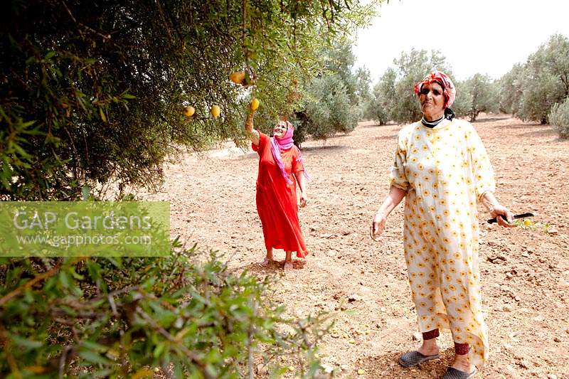 Women harvesting Argan fruit