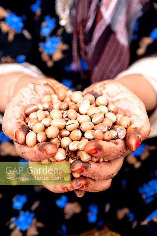 Woman holding shelled Argan nuts 