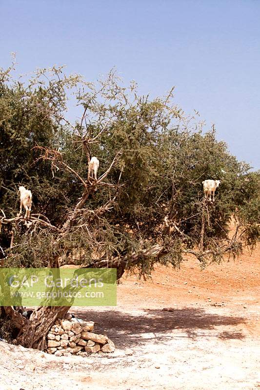 Goats in Argan tree
