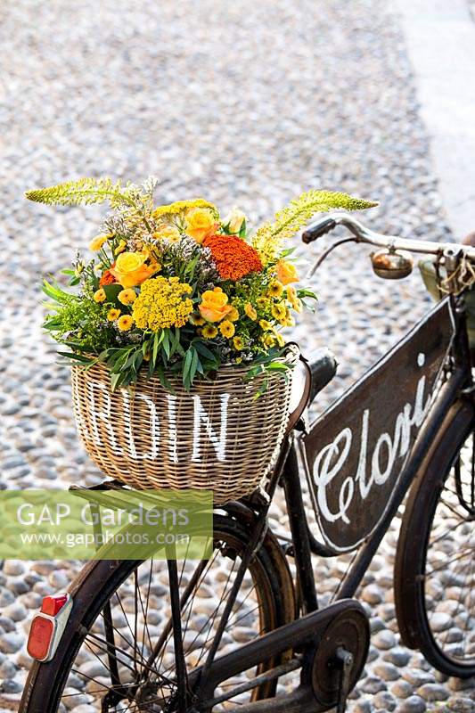 Bicycle decorated with basket of flowers, including Rosa 'Boheme', Achillea, Eremurus and Chrysanthemum daisies. 