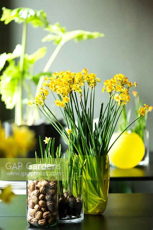 Daffodils displayed in glass vases. 
