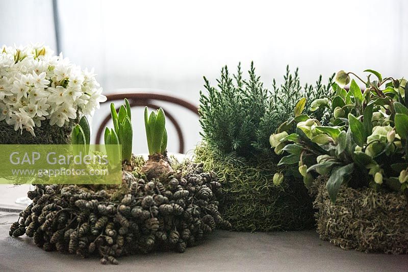 Winter containers, with Narcissus 'Paperwhite', Hyacinthus and Helleborus. 