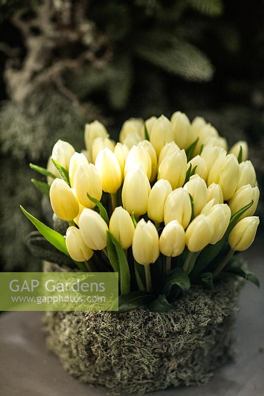 Forced blooming Tulipa 'White Dream' in decorative container. 
