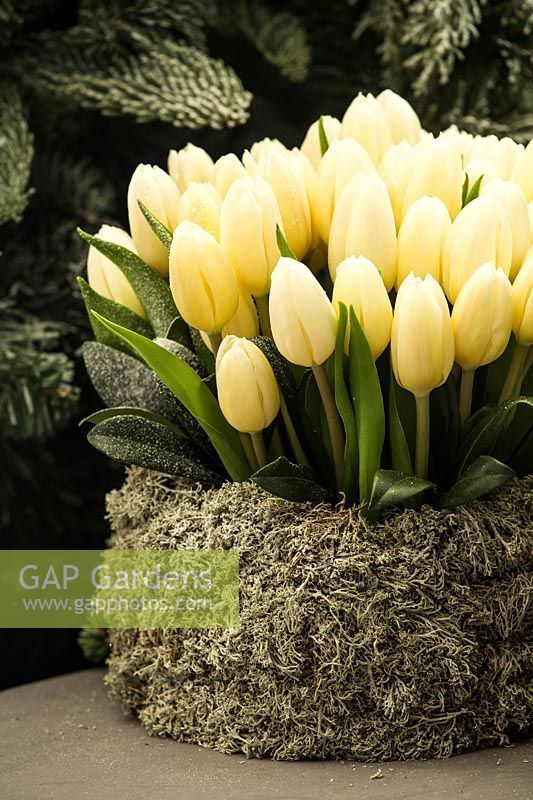 Forced blooming Tulipa 'White Dream' in decorative container.
