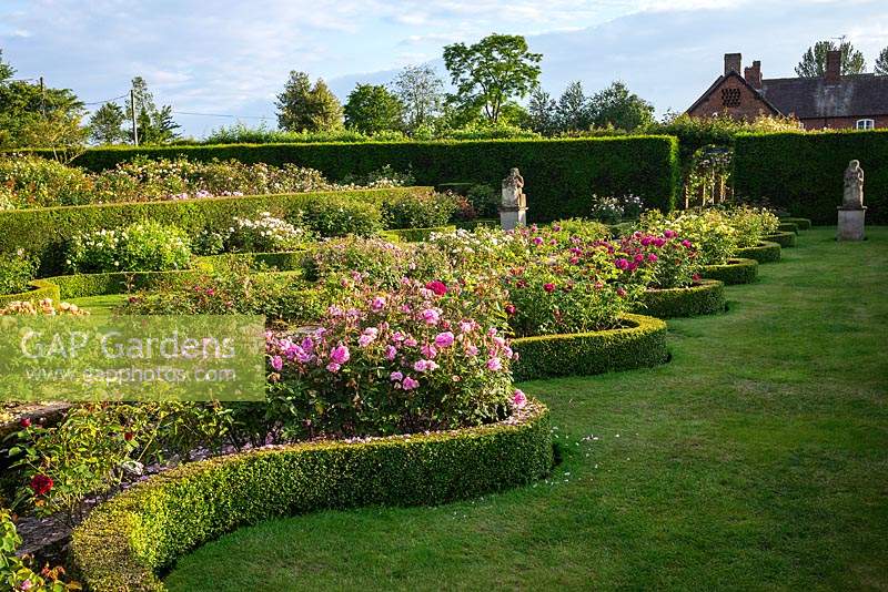 View of rose beds edged with serpentine Buxus - Box - edging in The Renaissance Garden 