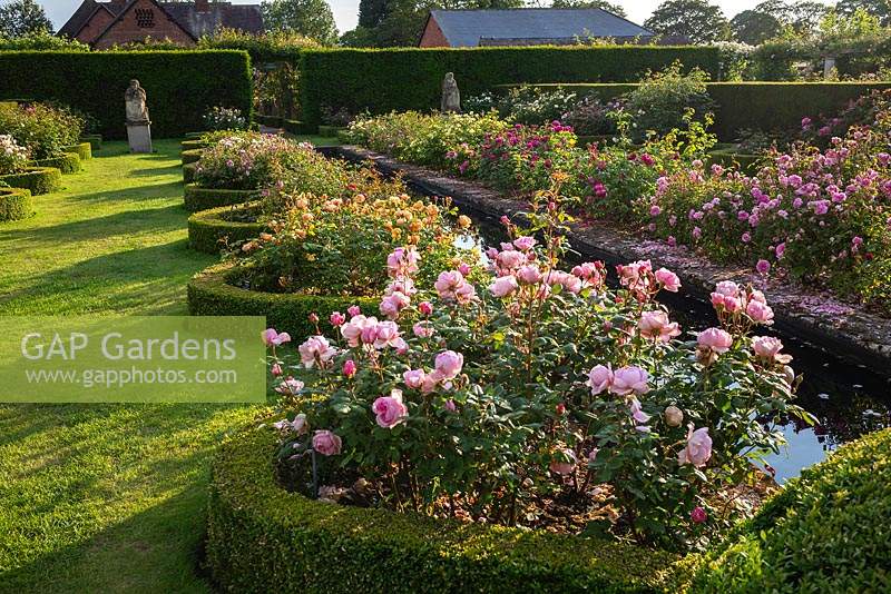 Curved rose beds edged with Buxus - Box on either side of water rill, lawn and hedges surround in The Renaissance Garden 