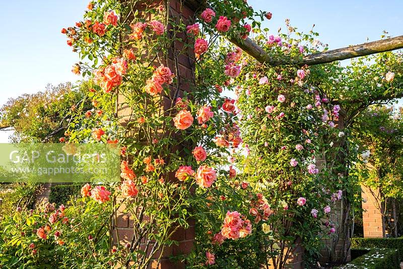 Rosa 'Anne Dakin' - Climbing Rose - growing on a pergola 