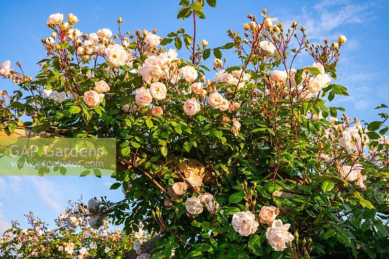 Rosa 'The Lady of the Lake' - Rambling Rose - growing on a pergola